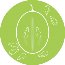 GrapeSeeds logo web round